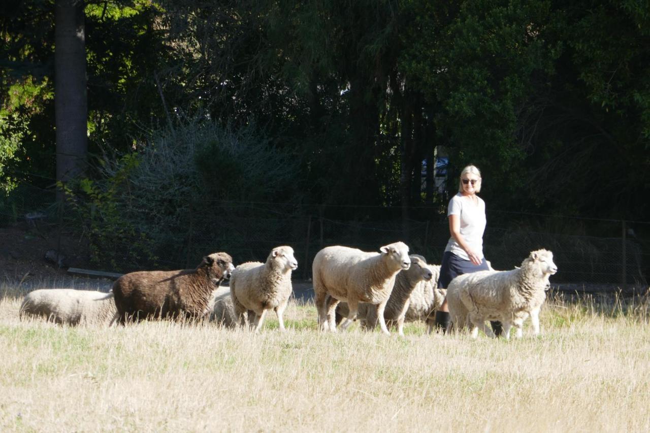 Karetu Downs Farm Stay Hawarden Екстериор снимка
