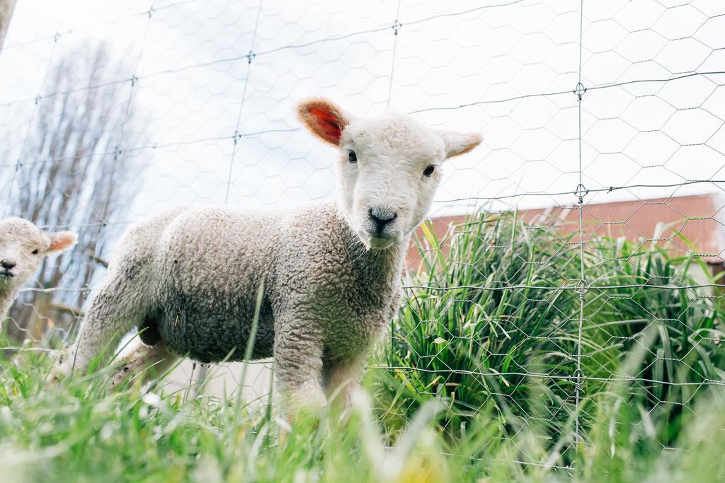Karetu Downs Farm Stay Hawarden Екстериор снимка