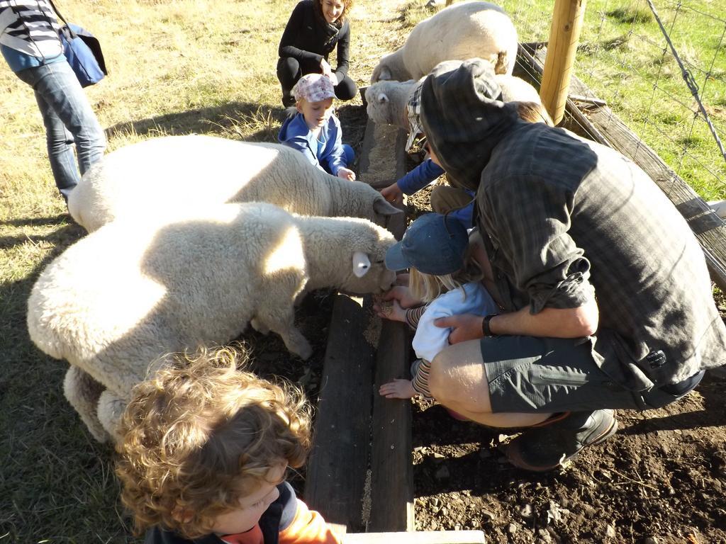 Karetu Downs Farm Stay Hawarden Екстериор снимка