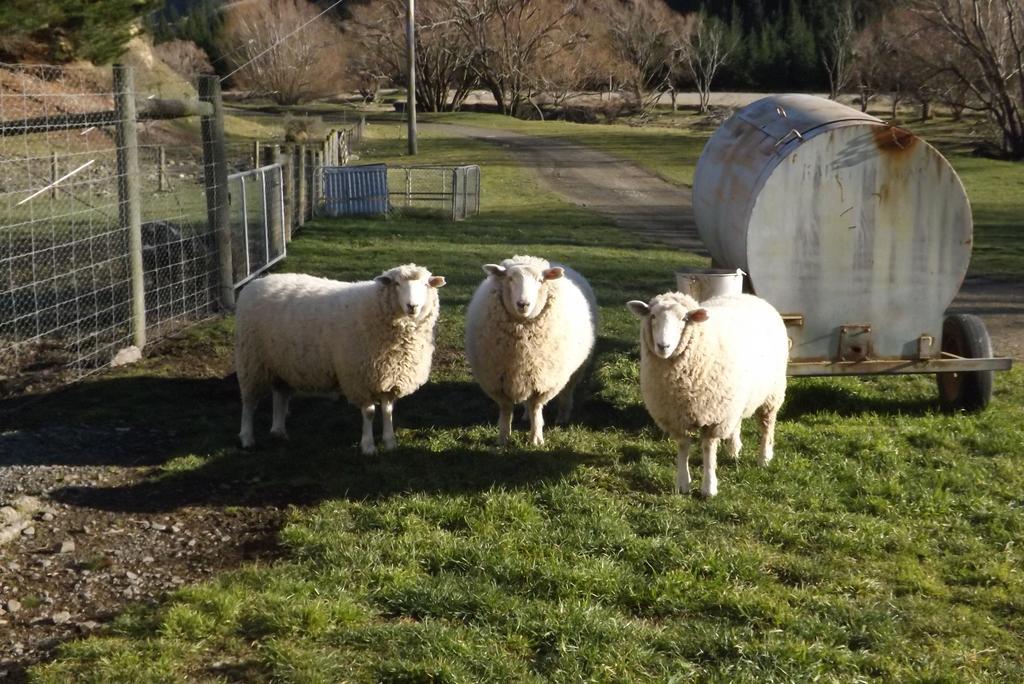 Karetu Downs Farm Stay Hawarden Екстериор снимка